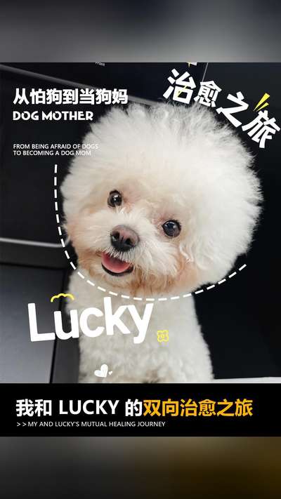 从怕狗到当狗妈：我和 Lucky 的双向治愈之旅